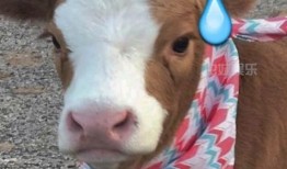 娱乐吃瓜酱猪,揭秘娱乐圈背后的那些事儿